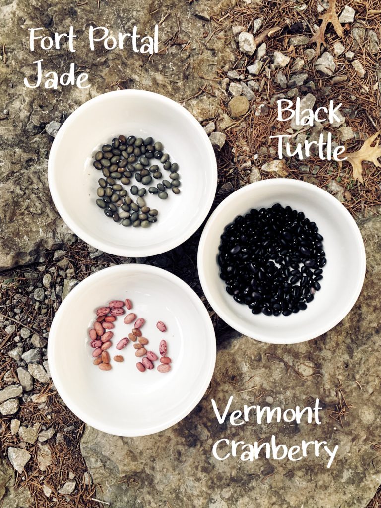 thoughtful thursday bean counting the woodland gardener